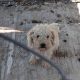 Bichon Frise Puppies for Sale in Tynock