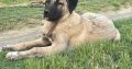 Turkish Kangal Shepherd