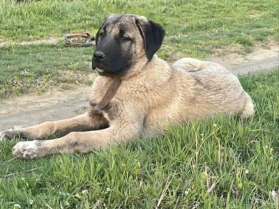 Turkish Kangal Shepherd