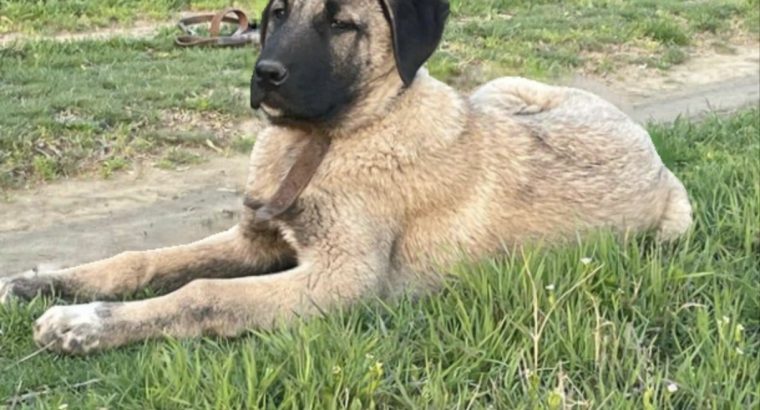 Turkish Kangal Shepherd