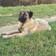 Turkish Kangal Shepherd