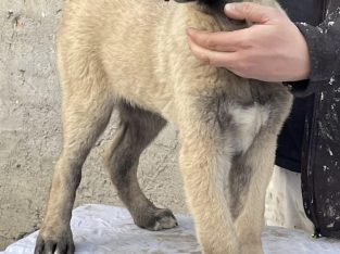 Turkish Kangal Shepherd
