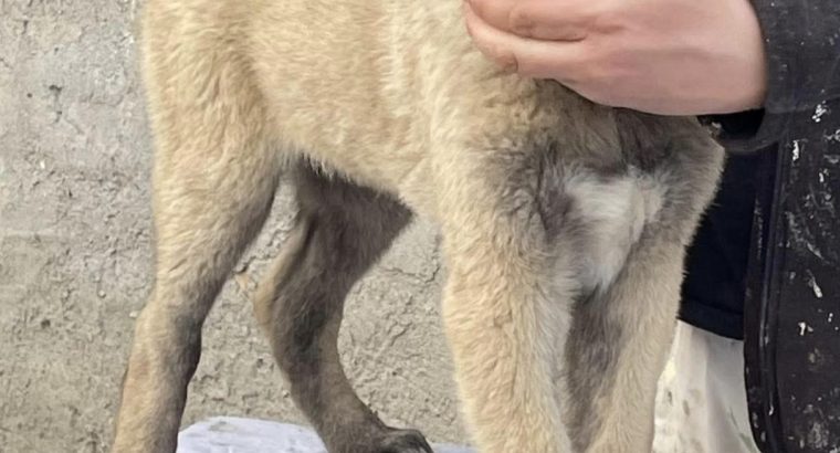 Turkish Kangal Shepherd