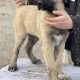 Turkish Kangal Shepherd