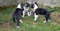 Mantle Great Dane Puppies in Ballintrillick