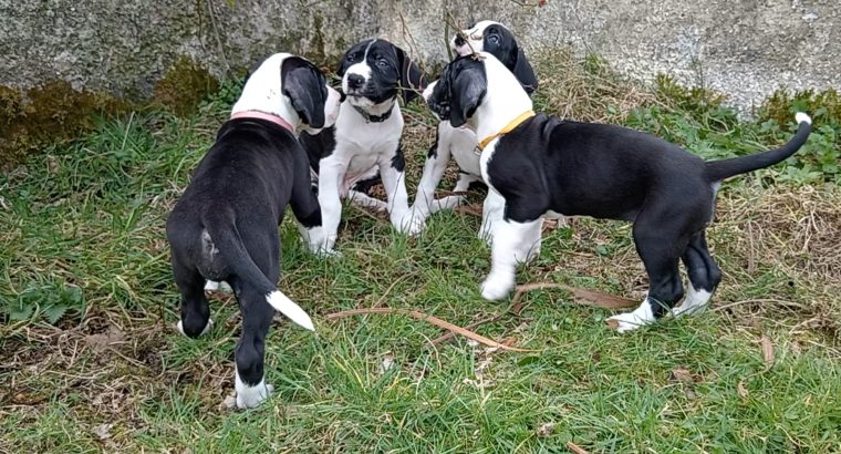 Mantle Great Dane Puppies in Ballintrillick