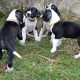 Mantle Great Dane Puppies in Ballintrillick