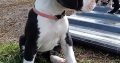 Mantle Great Dane Puppies in Ballintrillick