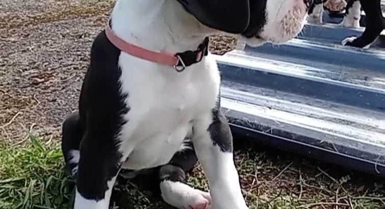 Mantle Great Dane Puppies in Ballintrillick