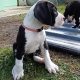 Mantle Great Dane Puppies in Ballintrillick