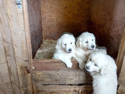 Golden Retriever Puppies in Ballinasloe