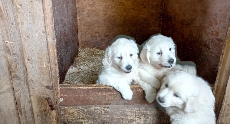 Golden retriever female