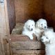 Golden retriever female