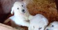 Golden retriever female