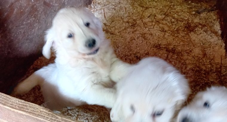 Golden retriever female