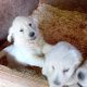 Golden retriever female