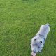 Staffy Free to good home