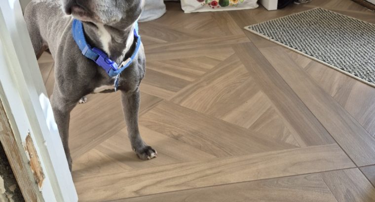 Staffy Free to good home