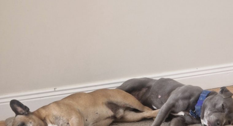 Staffy Free to good home