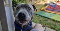 Staffy Free to good home
