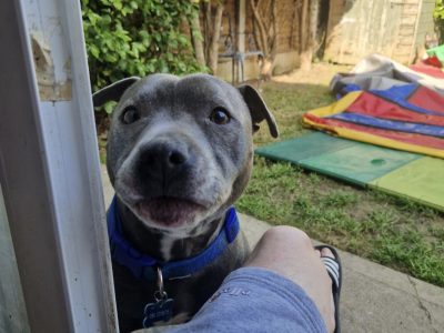 Friendly Staffy in Skerries – IKC Registered