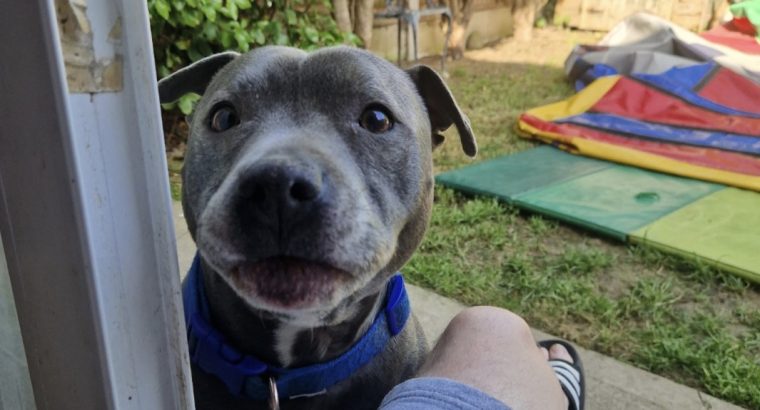 Staffy Free to good home