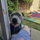 Staffy Free to good home