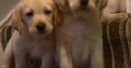 IKC Labrador puppies for sale dublin