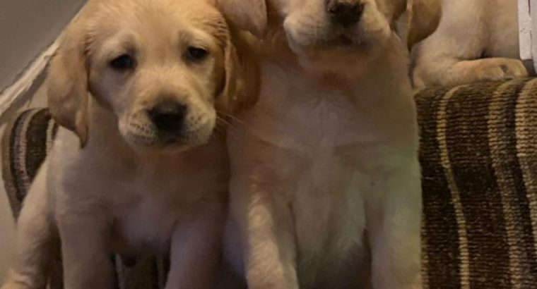 IKC Labrador puppies for sale dublin