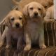 IKC Labrador puppies for sale dublin