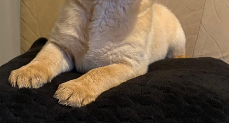 IKC Labrador puppies for sale dublin