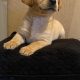 IKC Labrador puppies for sale dublin