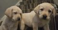 IKC Labrador puppies for sale dublin