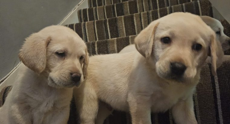 IKC Labrador puppies for sale dublin