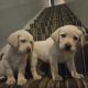 IKC Labrador puppies for sale dublin