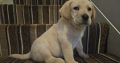 IKC Labrador puppies for sale dublin