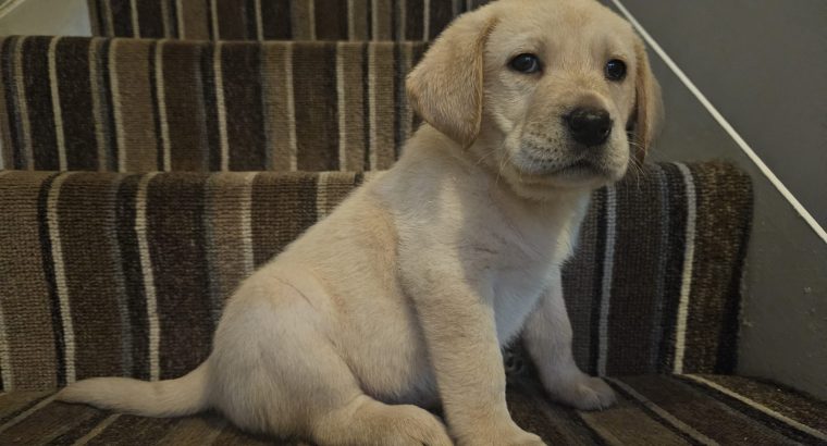 IKC Labrador puppies for sale dublin