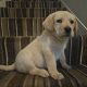 IKC Labrador puppies for sale dublin