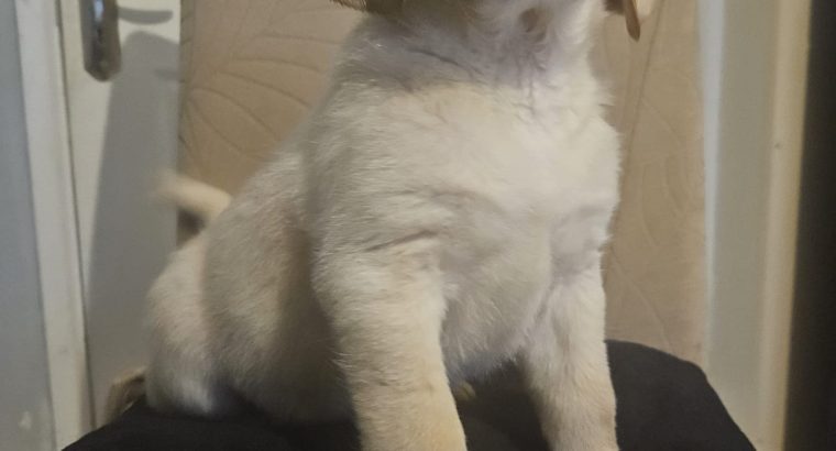 IKC Labrador puppies for sale dublin