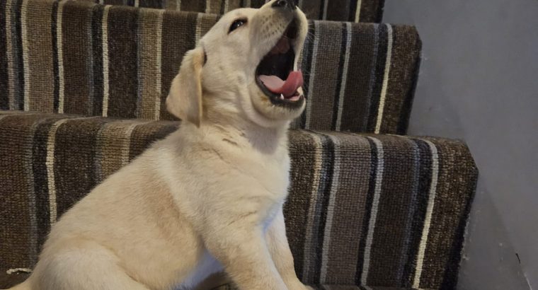 IKC Labrador puppies for sale dublin