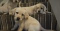 IKC Labrador puppies for sale dublin