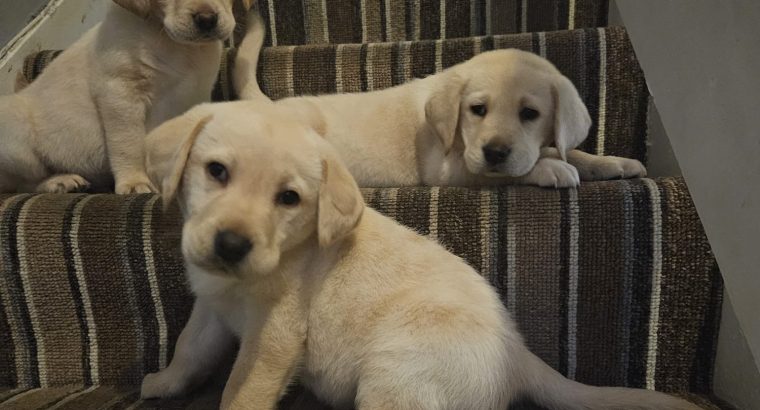 IKC Labrador puppies for sale dublin