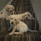 IKC Labrador puppies for sale dublin