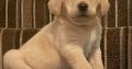 IKC Labrador puppies for sale dublin