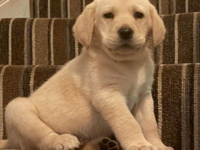 IKC Labrador puppies for sale dublin