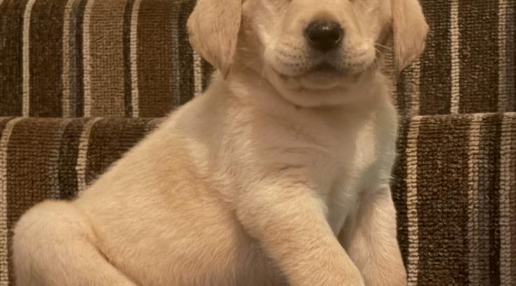 IKC Labrador puppies for sale dublin