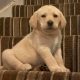 IKC Labrador puppies for sale dublin