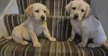 IKC Labrador puppies for sale dublin