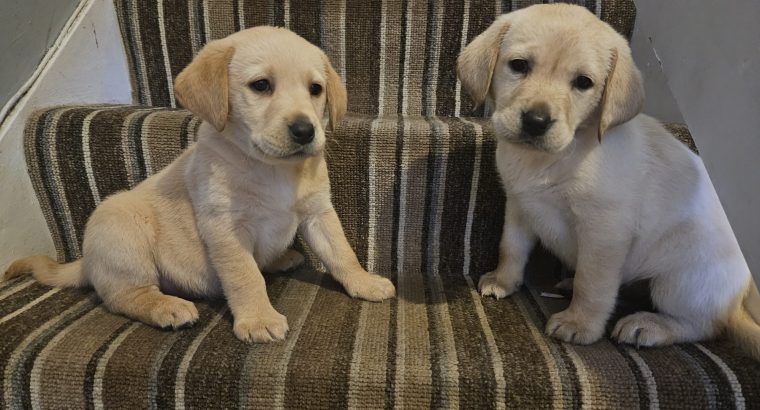IKC Labrador puppies for sale dublin