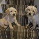 IKC Labrador puppies for sale dublin